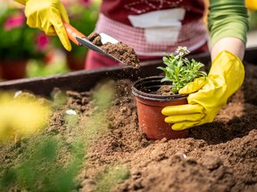 British Columbia Landscape and Nursery Association seedling