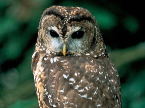 File photo of a northern spotted owl, a critically endangered species in B.C.