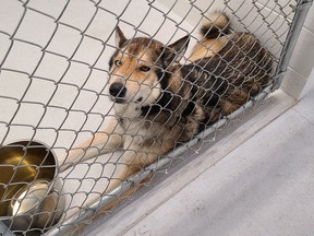 One of 40 dogs seized by the BC SPCA from a West Kootenay sled dog operation.