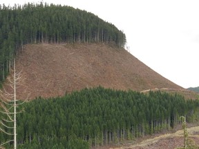 Densely spaced second-growth forest, such as these, are susceptible to more severe wildfires, the Sierra Club B.C. saus in its new report, Intact Forests, Safer Communities.