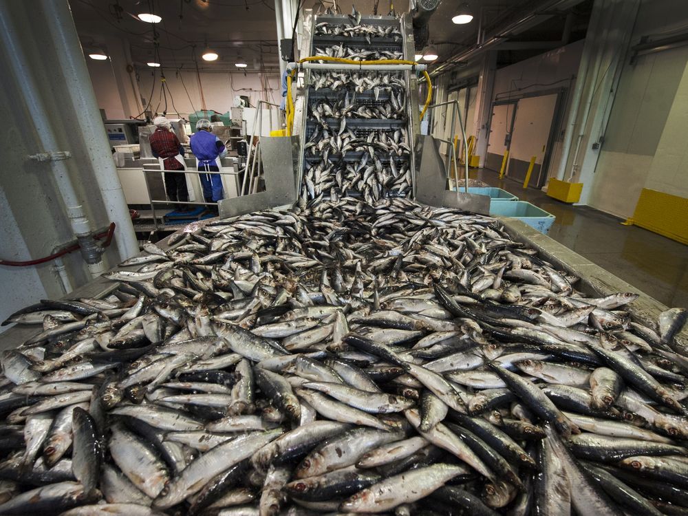Herring quota in Strait will ensure health of species DFO