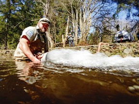 Fish culturist Chris Stone releases trout into a south Vancouver Island lake.