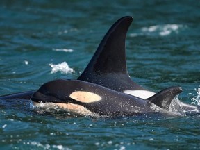 The new orca calf L125 with its mother, L86.