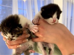 Abbotsford police are investigating a break-and-enter in which five kittens were taken.