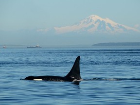 Pacific Northwest orca (killer whale) with Mount Baker in the background near the Strait of Georgia off the coast of Vancouver.