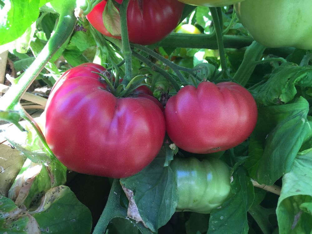 Brian minter: a brief introduction to terms for new gardeners