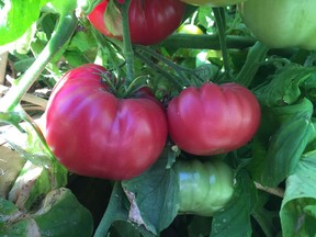 Determinate or indeterminate ... that is the question! Learn about the tomato varieties you grow, and record which were successful, so you can refine your mix year after year.