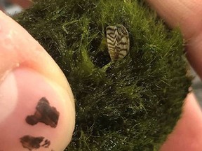 Aquarium owners across B.C. are being asked to check the plants in their aquariums for invasive species after deadly zebra mussels were found in moss balls in Terrace and Washington State.