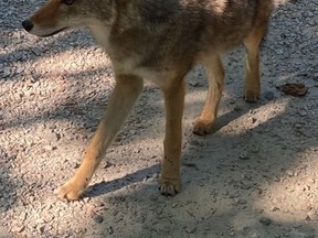 Coyote photographed on a trail by the Hollow Tree in Stanley Park, Vancouver, on Sept. 8, 2020 .