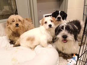 The B.C. SPCA says it needs help caring for 119 small dogs that were surrendered to the animal agency by "overwhelmed" dog owners in Fort Nelson on Friday.