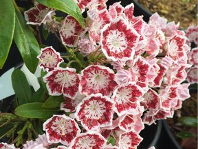 Kalmia is a lesser known shrub that offers truly unique blooms.