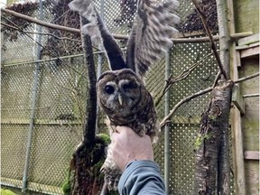 A male spotted owl from California, seen in an undated handout photo, arrived at a B.C. breeding facility in hopes to mate with some of the captive owls here to strengthen the gene pool.