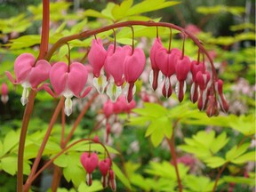 An old-fashioned favourite, dicentra still earns its place as a shade garden staple.