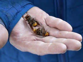 A Washington state Department of Agriculture worker holds two of the dozens of Asian giant hornets vacuumed from a tree in Blaine, Wash.