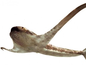 The life reconstruction of the unusual shark Aquilolamna milarcae, which lived during the Cretaceous Period at the same time as the dinosaurs, is seen in this undated handout image. Its fossil was discovered in northeastern Mexico.