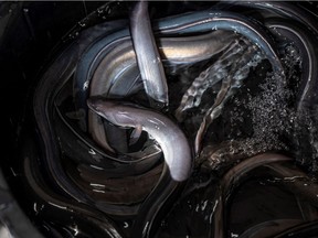 Pacific Gateway Holding Inc., which entered a guilty plea in the case, had a shipment of eels imported from a company located in China in the fall of 2017.