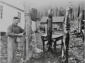 Peter Luggi Sr. participating in one of the last Stellat’en harvests of Nechako White Sturgeon, circa 1968.