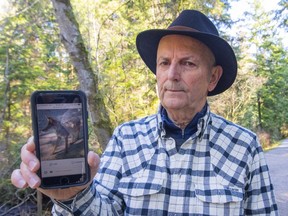 Bernie Steininger shows what confronted him on a Stanley Park trail last fall. ‘It didn’t walk away,’ he recalls. ‘It turned its head and moved its body to come toward me. That’s when I became very alarmed.’