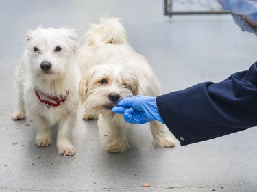 The Abbotsford  B.C. SPCA is caring for 23 puppies, part of a group of 119, that were turned over to the Fort Nelson SPCA.


(Photo by Jason Payne/ PNG)

(For story by Gord McIntyre) ORG XMIT: rescuedogs [PNG Merlin Archive]