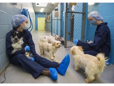 The Abbotsford  B.C. SPCA is caring for 23 puppies, part of a group of 119, that were turned over to the Fort Nelson SPCA.


(Photo by Jason Payne/ PNG)

(For story by Gord McIntyre) ORG XMIT: rescuedogs [PNG Merlin Archive]