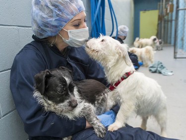 The Abbotsford  B.C. SPCA is caring for 23 puppies, part of a group of 119, that were turned over to the Fort Nelson SPCA.


(Photo by Jason Payne/ PNG)

(For story by Gord McIntyre) ORG XMIT: rescuedogs [PNG Merlin Archive]