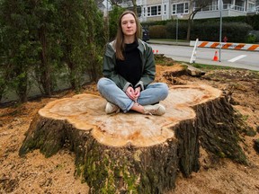 VANCOUVER, BC - March 23, 2021  - Katie de Carle sits on a tree stump at Arbutus and York in Vancouver, BC, March 23, 2021. A rotten American elm fell on Katie de Carle's car in the early hours of March 7. She is frustrated she has heard nothing back from the city because her neighbours told her they'd complained about the tree in 2019.

Photo by Arlen Redekop / Vancouver Sun / The Province (PNG) (story by Gordon McIntyre) [PNG Merlin Archive]