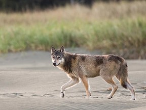 The Conservation Officer Service said of the few calls received during the past year related to wolves in the Sooke-Metchosin area, all were sightings only.