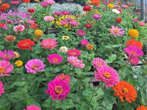 Zinnias are a summer-time favourite. They love the sun!
