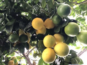 Citrus plants not only offer great foliage and intensely perfumed flowers, but also fruit too.
