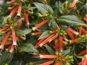 Cuphea Vermillionaire is an attractive spillover plant in hanging baskets.