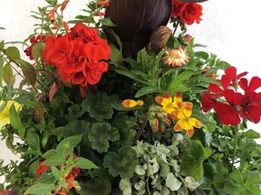This pot contains: Tropicanna canna, geranium, dichondra Silver Falls, bidens, Vermillionaire cuphea, ivy geranium and straw flower.