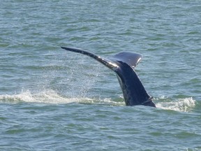 Whale conservationists are asking the public to give a young humpback whale injured in a propeller strike a wide berth.