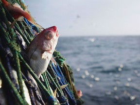 The new Netflix documentary Seaspiracy has people swearing off eating fish. But is it really that simple?