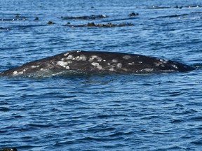 A grey whale is shown in this Sept. 8, 2020, handout photo.