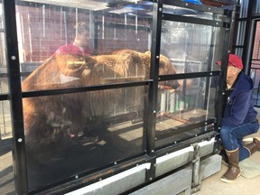 A grizzly bear walks on a treadmill as Dr. Charles Robbins, right, offers treats as rewards at Washington State University's Bear Research, Education, and Conservation Center in this undated handout photo. Grizzly bears seem to favour gently sloping or flat trails like those commonly used by people, which can affect land management practices in wild areas, says an expert who has written a paper on their travel patterns.