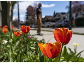 A skateboarder rolls past blooming tulips in Vancouver.