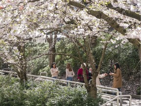 Vancouverites take in the cherry blossom trees in bloom outside Burrard SkyTrain station.