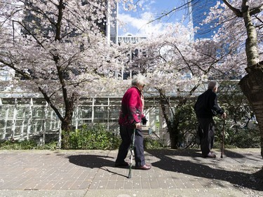 VANCOUVER,BC:APRIL 4, 2021 -- Vancouverites take in the cherry blossoms trees in full bloom in downtown Vancouver, BC, April, 4, 2021. (Richard Lam/PNG) (For ) 00064274A [PNG Merlin Archive]