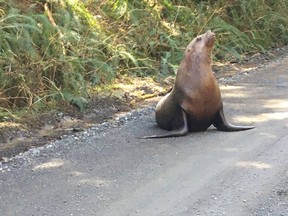 Greg Clarke saw a sea lion along a gravel logging road on the north Island on Monday, April 12, 2021.