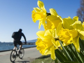 Springf daffodils above the seawall near Sunset Beach in Vancouver.