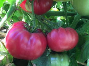 Although technically a fruit, tomatoes are the number one favourite garden vegetable.
