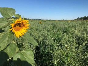 A maturing cover crop that will restore vital nutrients to the soil.