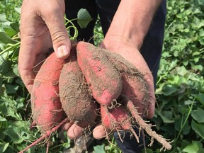 Freshly dug Manihi sweet potato tubers.