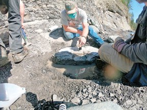 Royal B.C. Museum staff will be meticulously cleaning off the remains of an ancient sea turtle discovered this year on the Puntledge River in hopes of figuring out if it is a new species. The turtle fossil was discovered in January by Russell Ball of Courtenay on the Puntledge River in what is known as the Trent River formation.