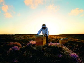 The French brand Guerlain is launching a program called the Guerlain x UNESCO Women for Bees to promote beekeeping and the global bee population.