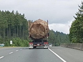 A photo of a massive old-growth tree being hauled away on Vancouver Island, taken by Lorna Beecroft of Nanaimo, has gone viral online and sparked outrage.