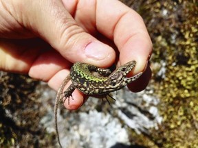 Wall lizards thrive in urban, manmade environments such as gardens, rock walls, wood piles and fences, and are often spotted soaking in sunshine on paving stones and rocks.