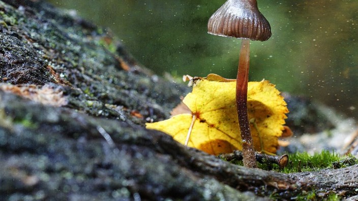 A clinical counsellor describes his legal trip on magic mushrooms