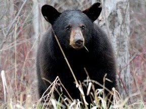 A black bear has attacked a worker at a camp north of Prince George.