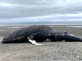 The dead whale was identified by researchers as being an 18-year-old female known as Kayak.